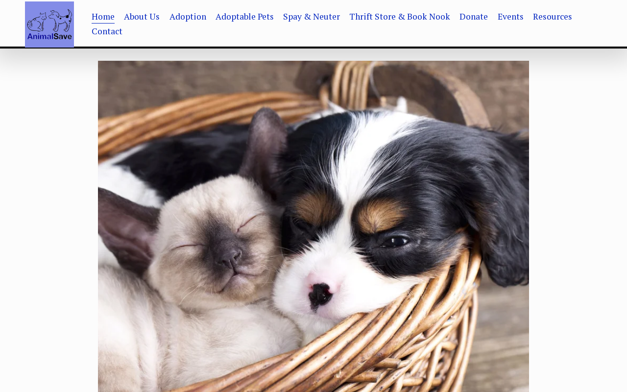 Animalsave Thrift & Treasures website preview