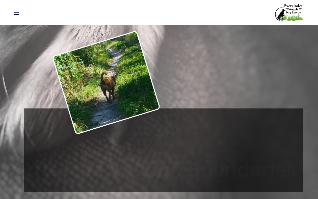 Everglades Angels Treasures 4 Tails website preview