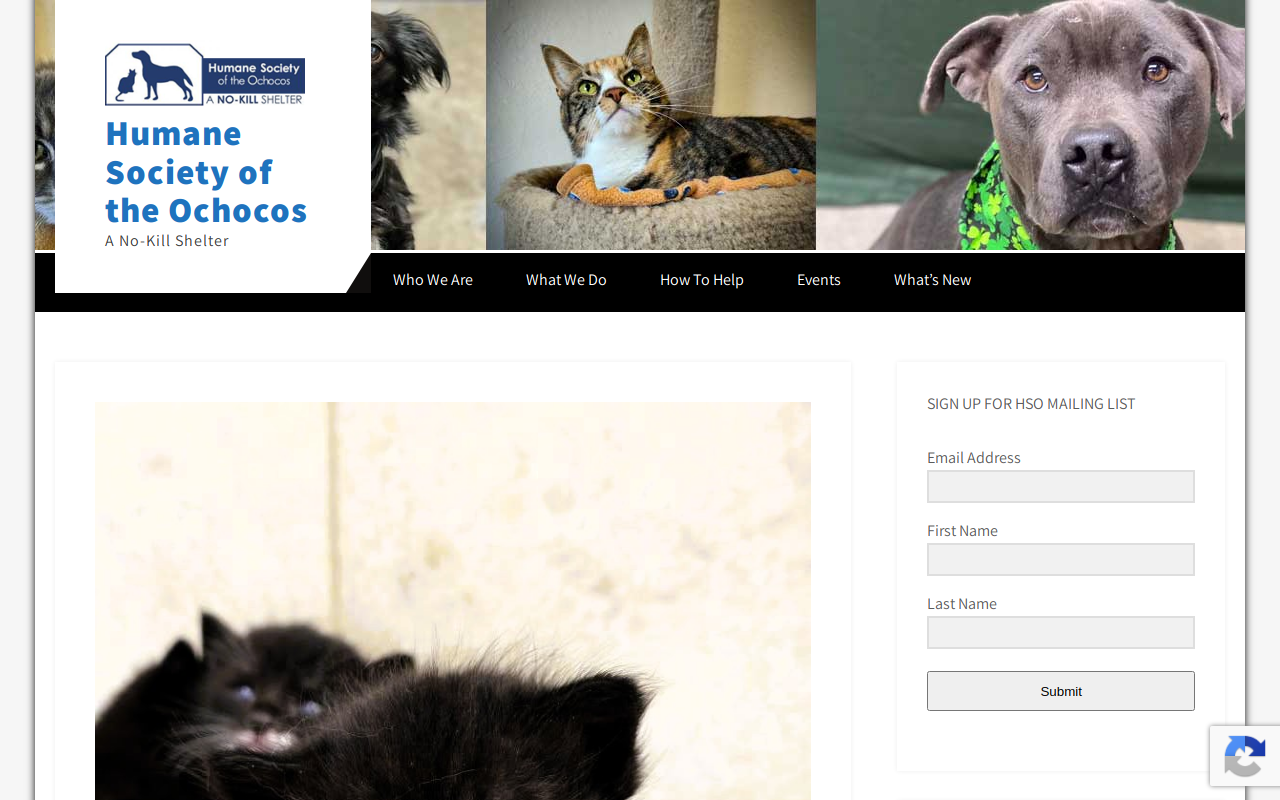 The Humane Society Thrift Store website preview