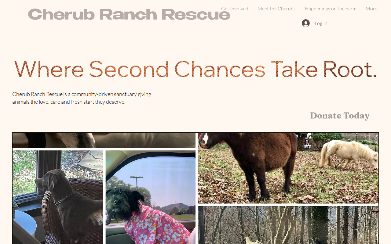 Cherub Ranch website preview
