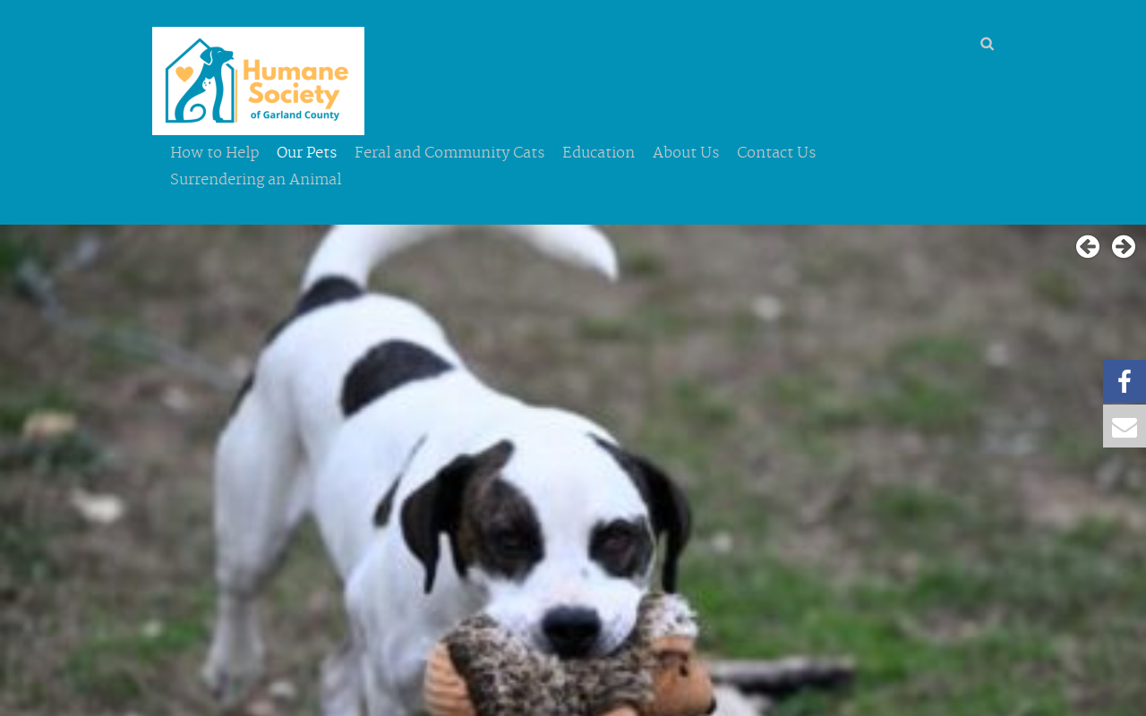 Humane Society Thrift Shop website preview