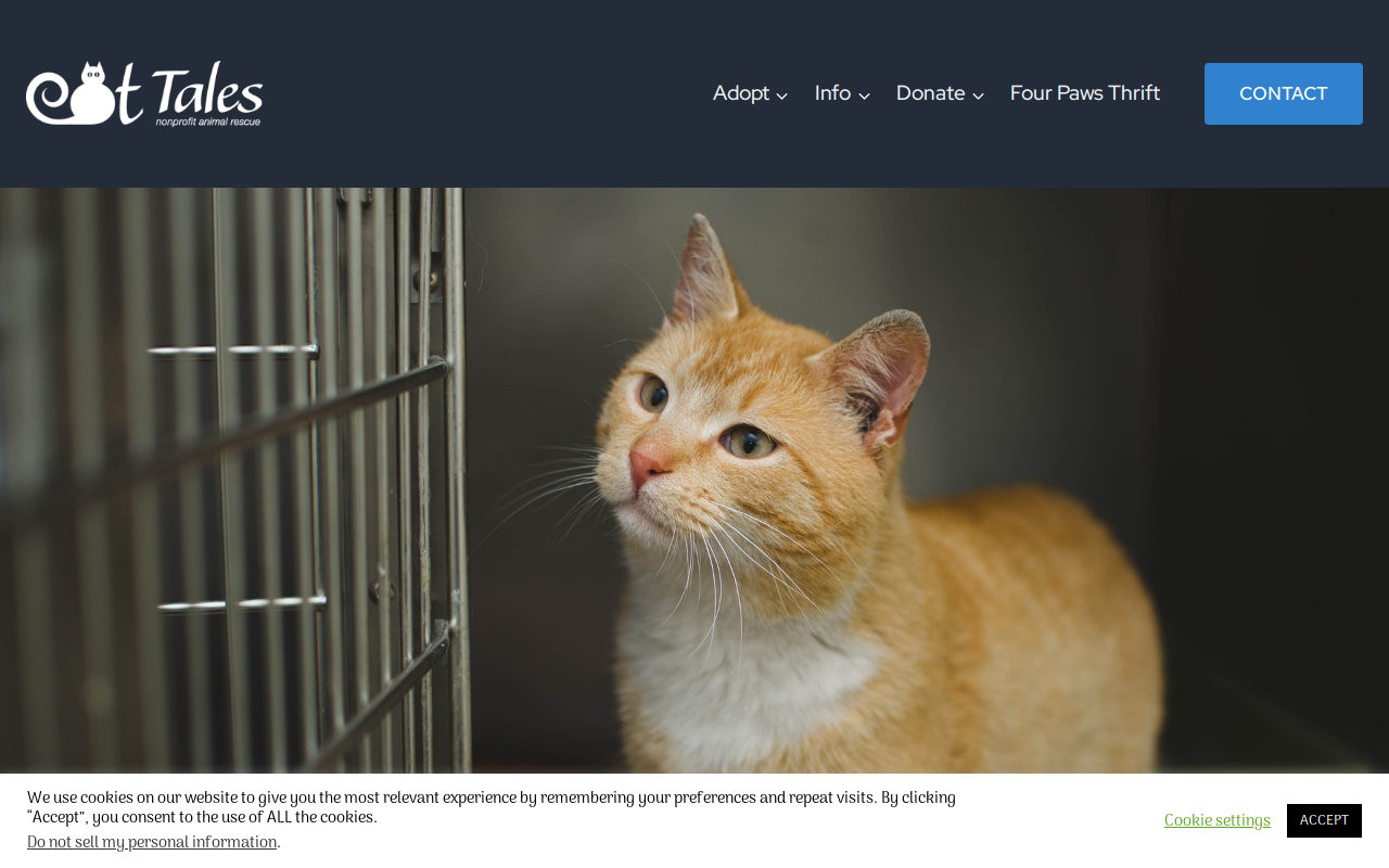 Four Paws Thrift Store website preview